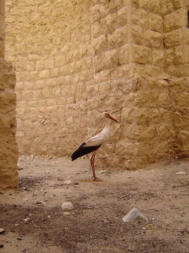 גלבוע גולן - מורה דרך